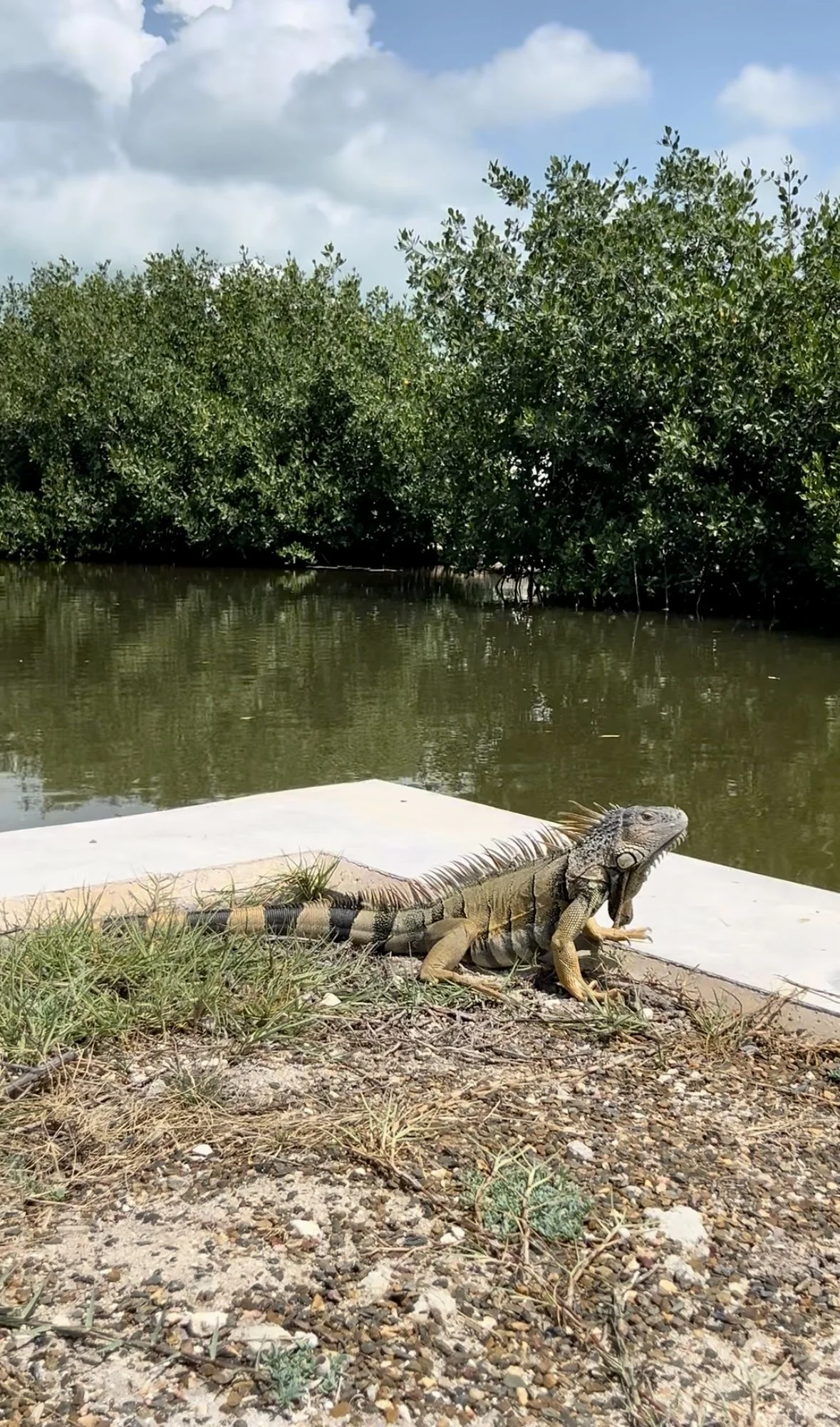 New Direct Flight from Montreal to Belize City ✈️ | Mahogany Bay Village, Belize (photo 2)