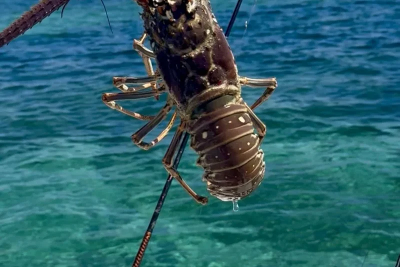 Lobster Fishing in Belize: The Ultimate Ocean-to-Table Adventure