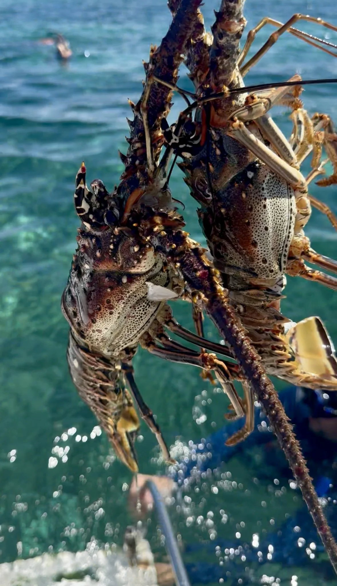 Lobster Fishing in Belize: The Ultimate Ocean-to-Table Adventure | Mahogany Bay Village, Belize (photo 5)